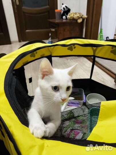 Котенок белый гладкошерстный Анапа