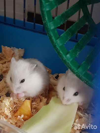 Джунгарский хомяк