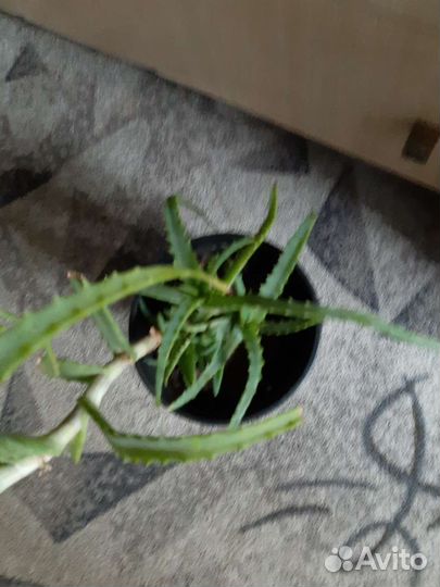 Алоэ лечебный