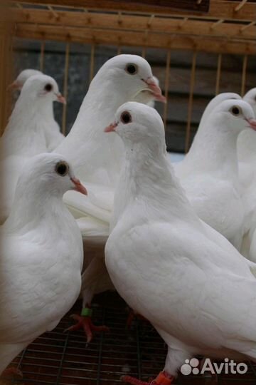 Голуби белые