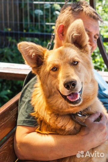 Прекрасная собака ищет дом