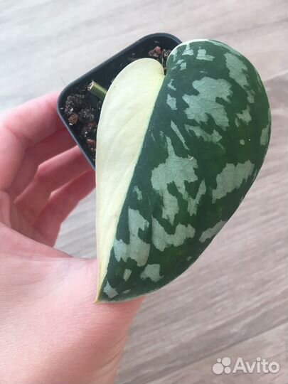 Сциндапсус mayari