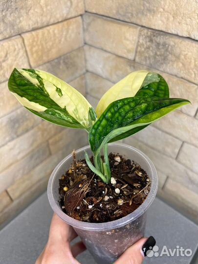 Монстера карстенианум вариегатная