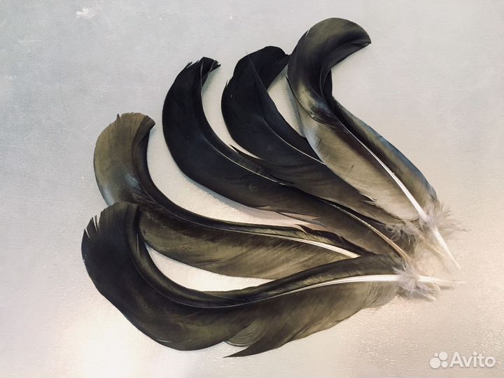 Перья тетерева