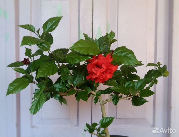 Гибискус махровый красный (Double Red)