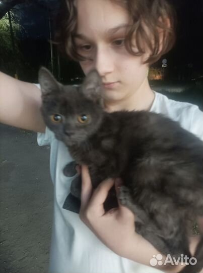 Котик в добрые руки