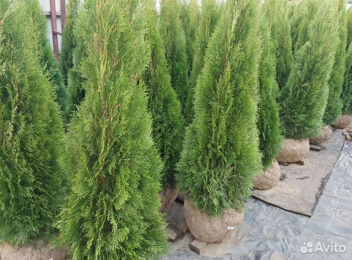 Саженцы Туя конусная Smaragd Смарагд Экстра