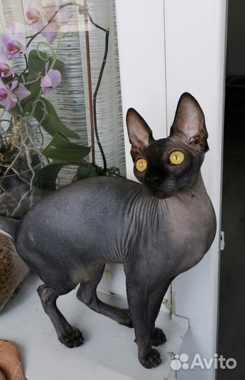 Канадский сфинкс кошка вязка