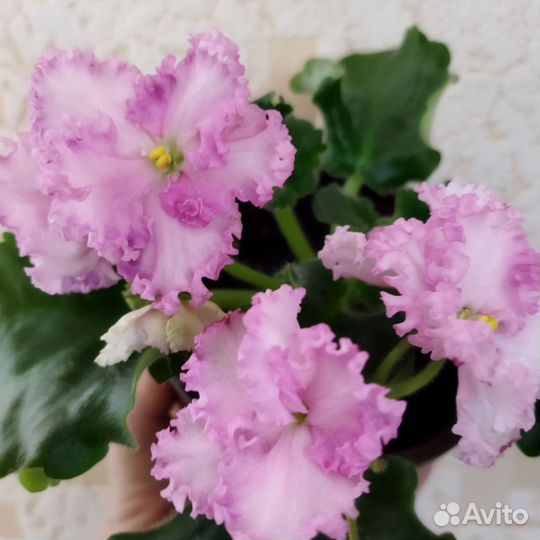 Цветущие фиалки