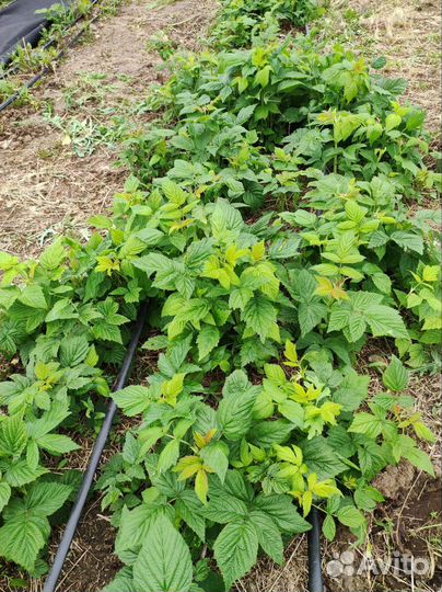 Саженцы ремонтантной малины