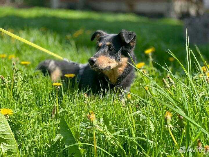 Босерон помесь