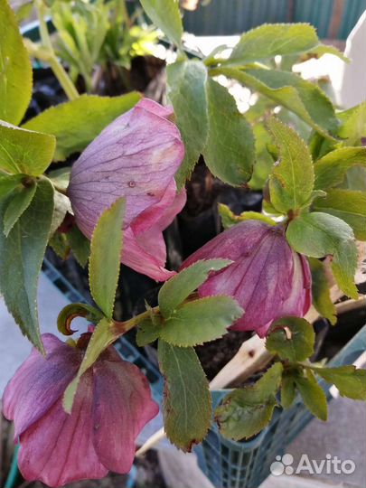 Морозник саженцы