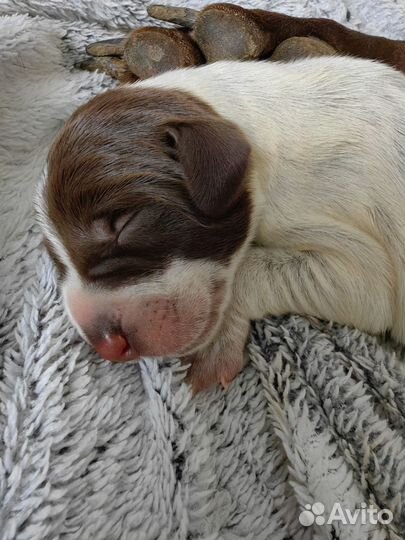 Щенки курцхаара