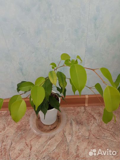 Фикус бенджамина