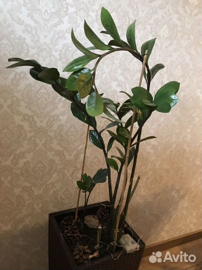 Замиокулькас