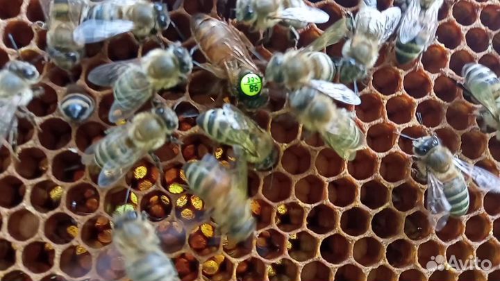 Пчелы матки плодные неплодные пчелопакеты семьи