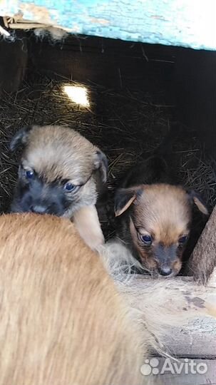 Отдам щенков