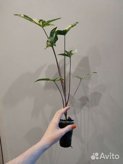 Сингониум imperial вайт