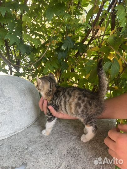 Кошки в добрые руки