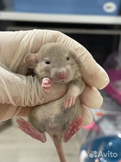Крысята Дамбо Рекс
