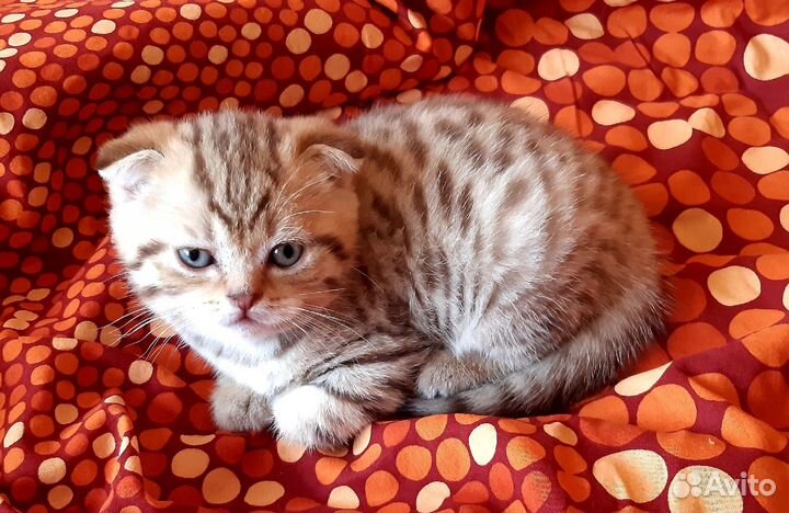 Шотландские вислоухие котята