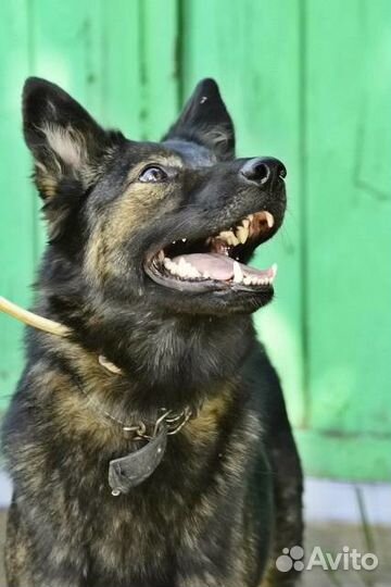 Передержка собак