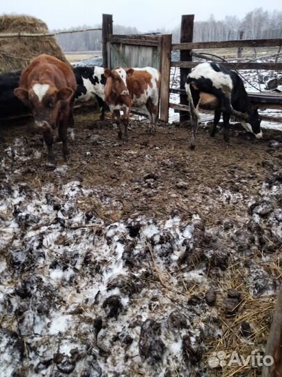 Продам бычков