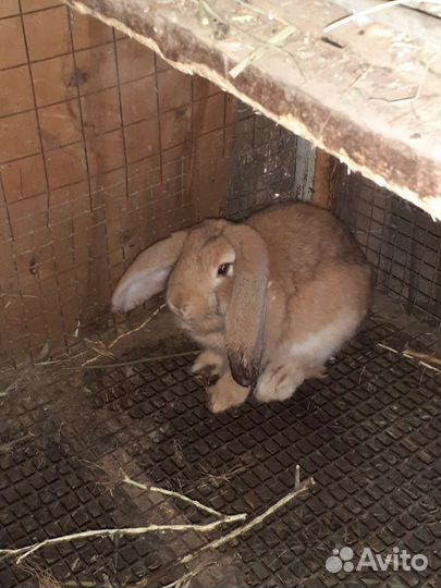 Кролики породы французский баран