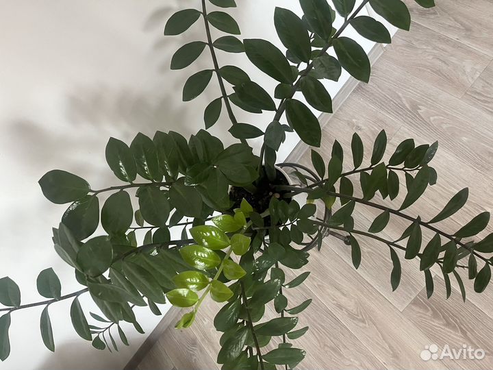 Замиокулькас