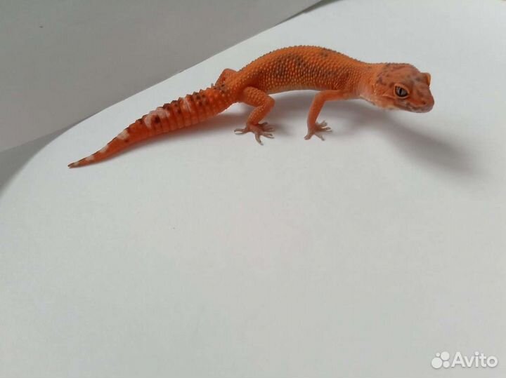 Эублефар (Blood)