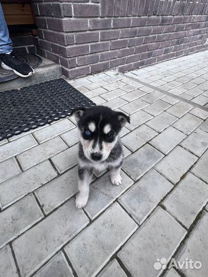 Щенки смесь Хаски