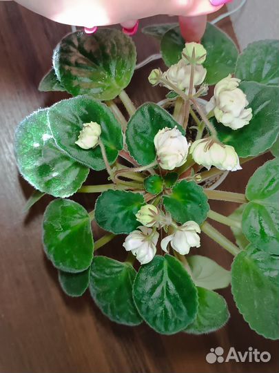 Цветущие фиалки