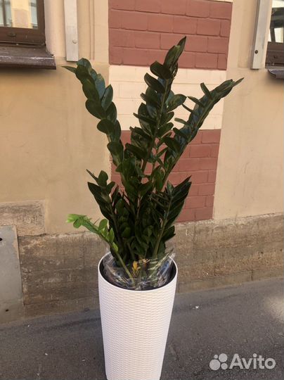 Замиокулькас высота от 100см