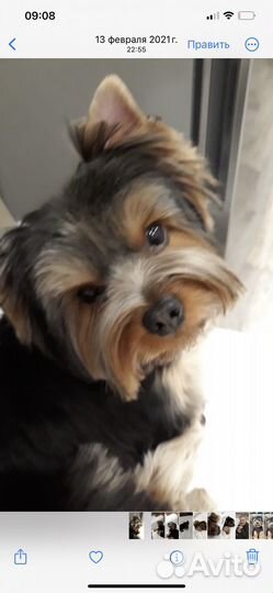 Йоркширский терьер вязка