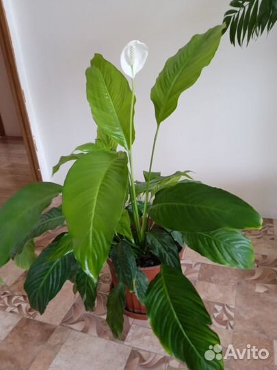 Комнатные цветы