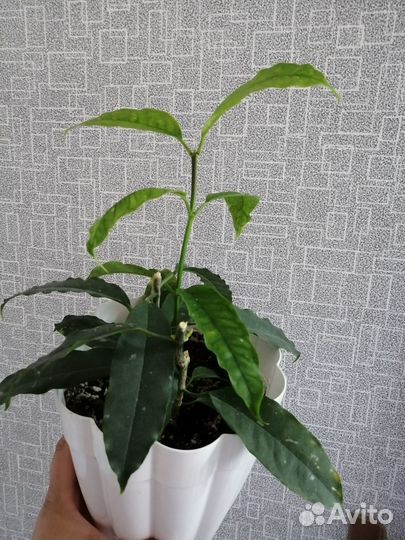 Хойя мультифлора и хойя локки