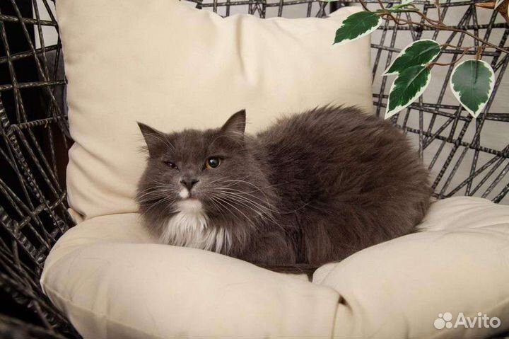 Кошечка в добрые руки