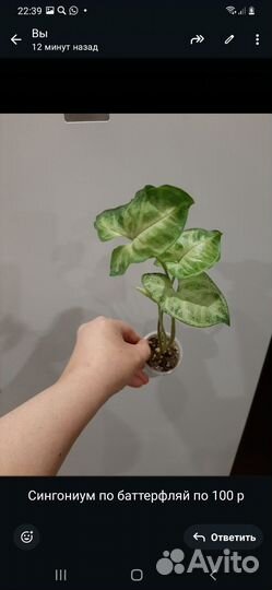 Комнатные цветы