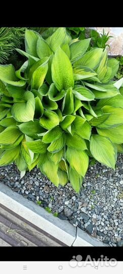 Многолетняя хоста