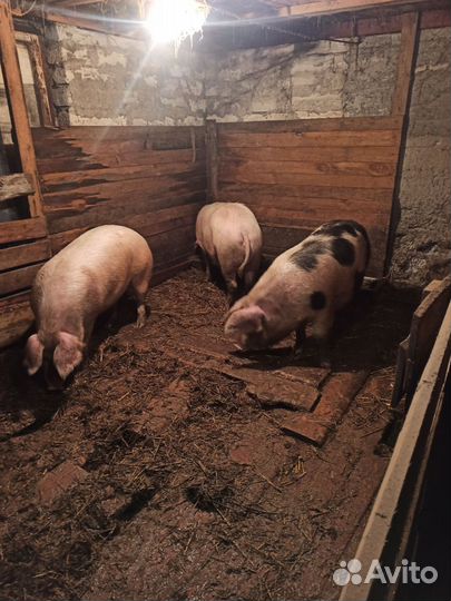 Мясо свинина домашняя