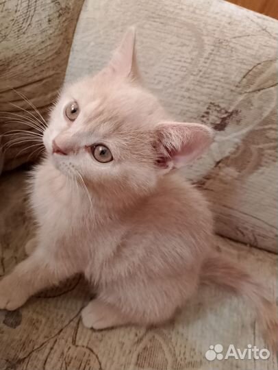 Кремовый котенок