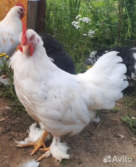 Мини Кохинхины. Легорны