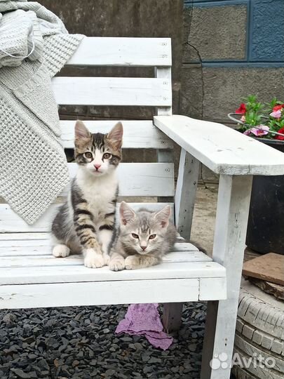 Котята
