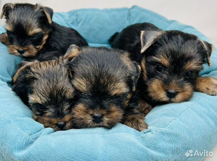 Йоркширский терьер