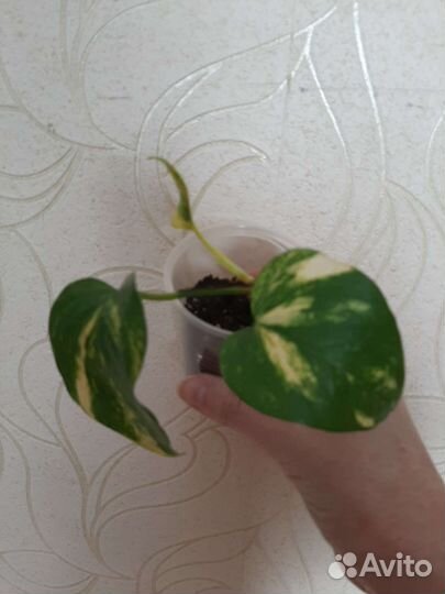 Эпипремнум