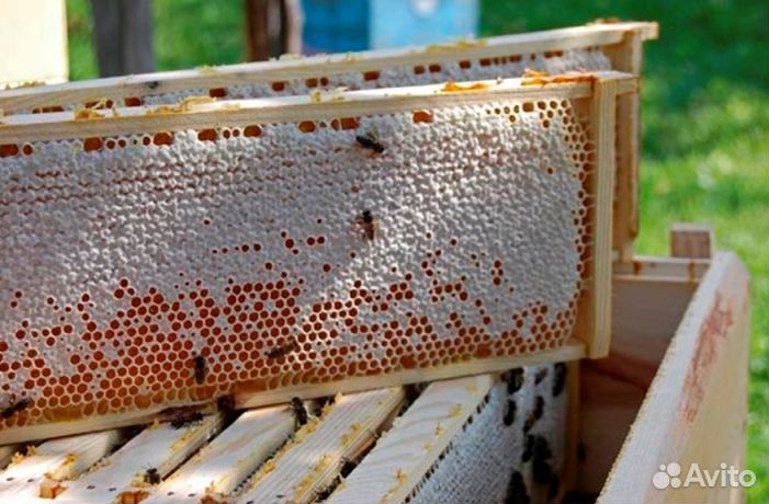 Мед натуральный Алтайский оптом от 16кг