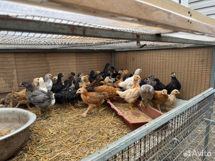 Куры несушки продам