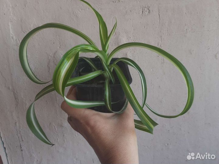 Хлорофитум кудрявый и обычный, толстянка