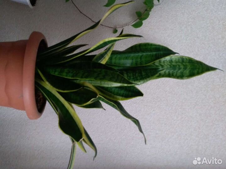 Сансевиерия, фикус