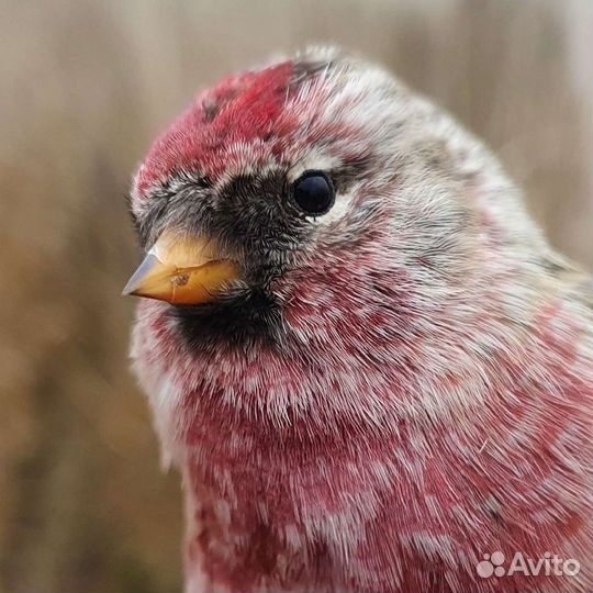 Певчие птицы